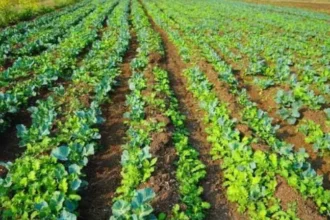 google-job-chhod-punjab-organic-farming-mantaj-sidhu-gill-organics
