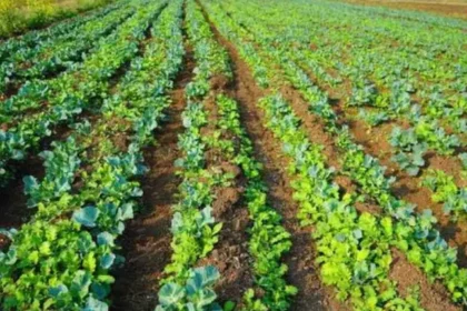 google-job-chhod-punjab-organic-farming-mantaj-sidhu-gill-organics