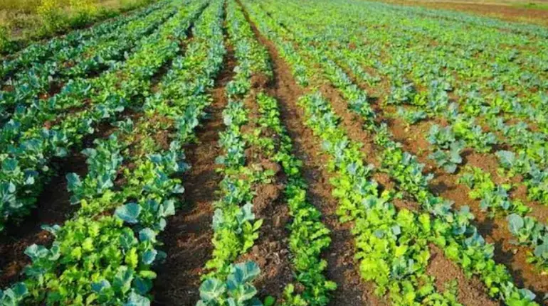 google-job-chhod-punjab-organic-farming-mantaj-sidhu-gill-organics