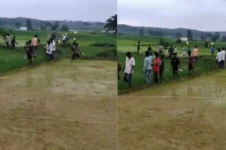 wild-elephant-video-mud-water-field-runs-towards-people