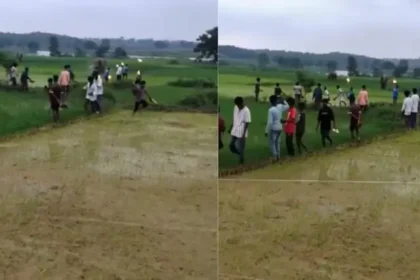 wild-elephant-video-mud-water-field-runs-towards-people
