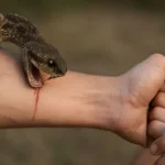snake-venom-research-natural-antivenom-protein-fetua3-hindi