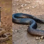 snake-sanp-aur-naag-mein-antar