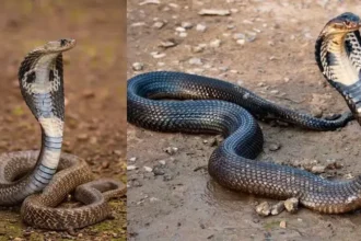 snake-sanp-aur-naag-mein-antar