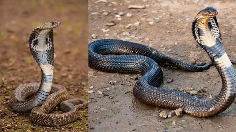 snake-sanp-aur-naag-mein-antar
