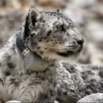 nepal-snow-leopard-gps-tracking-india-china-study-2026