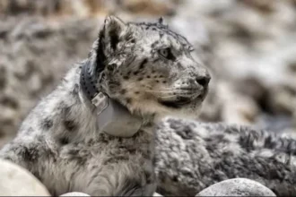 nepal-snow-leopard-gps-tracking-india-china-study-2026