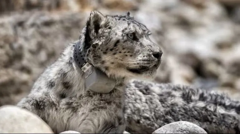 nepal-snow-leopard-gps-tracking-india-china-study-2026