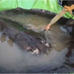 giant-freshwater-stingray-300-kg-mekong-river-cambodia