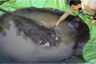 giant-freshwater-stingray-300-kg-mekong-river-cambodia