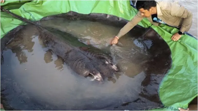 giant-freshwater-stingray-300-kg-mekong-river-cambodia