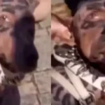 dog-surgery-viral-video-japan-millionaire-220-crore
