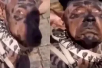 dog-surgery-viral-video-japan-millionaire-220-crore