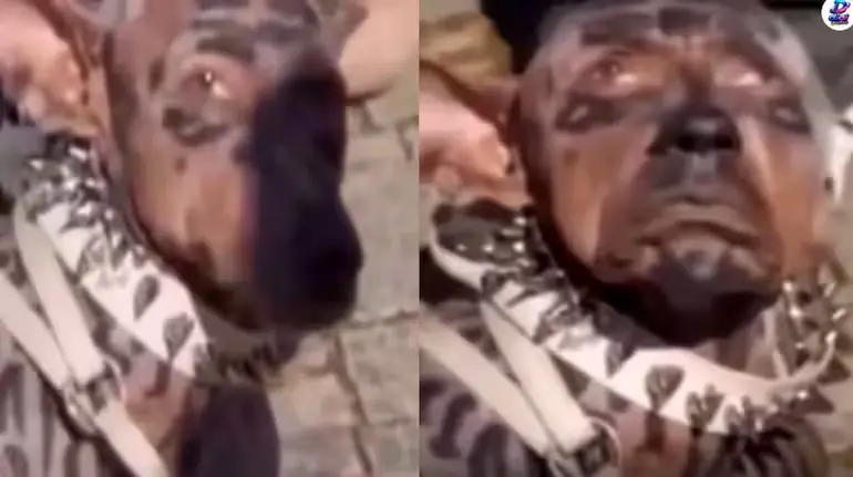dog-surgery-viral-video-japan-millionaire-220-crore