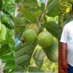 success-story-upendra-kumar-pradhan-guava-mango-farming-17-lakh-income