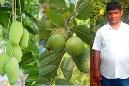 success-story-upendra-kumar-pradhan-guava-mango-farming-17-lakh-income