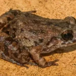 amazon-new-frog-species-adenomera-varcena