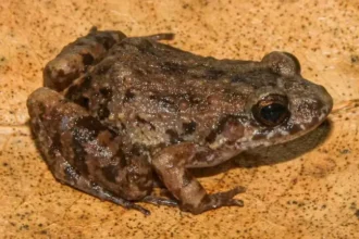 amazon-new-frog-species-adenomera-varcena