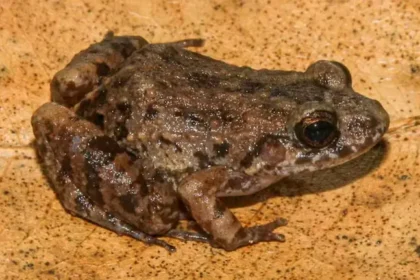 amazon-new-frog-species-adenomera-varcena