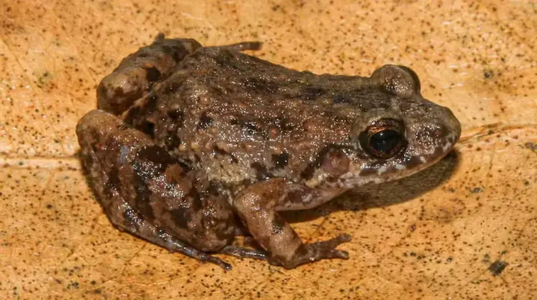 amazon-new-frog-species-adenomera-varcena
