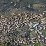 bihar-mystery-fish-nepal-flood-fish-health-warning