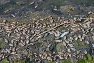 bihar-mystery-fish-nepal-flood-fish-health-warning
