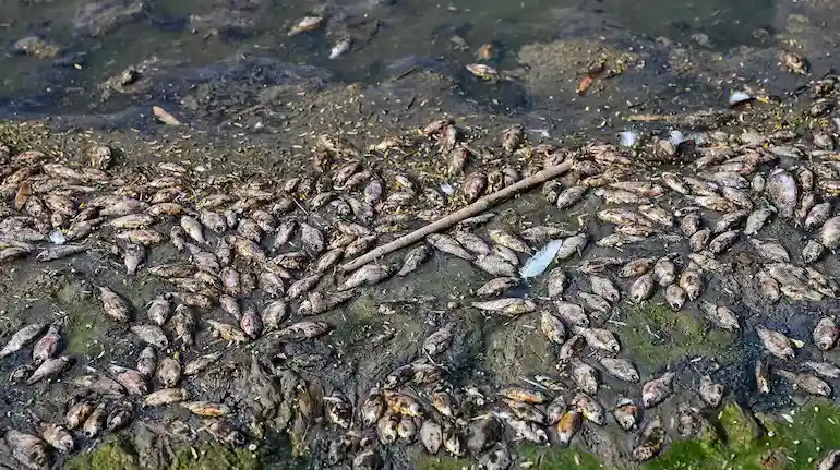 bihar-mystery-fish-nepal-flood-fish-health-warning
