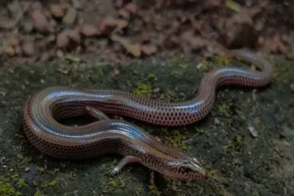 saanp-ki-mausi-skink-bina-nar-ke-bachche-peda-karne-ka-raaz