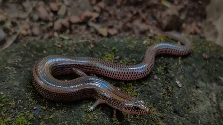 saanp-ki-mausi-skink-bina-nar-ke-bachche-peda-karne-ka-raaz