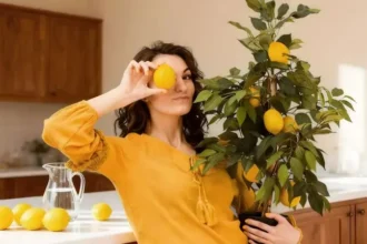 lemon-plant-care-tips-gamle-me-nimbu-ka-paudha-hara-bhara-rakhne-ke-tarike