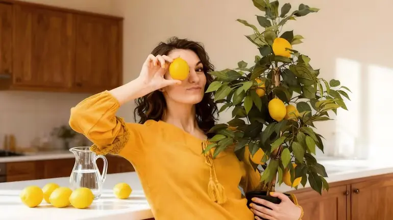 lemon-plant-care-tips-gamle-me-nimbu-ka-paudha-hara-bhara-rakhne-ke-tarike