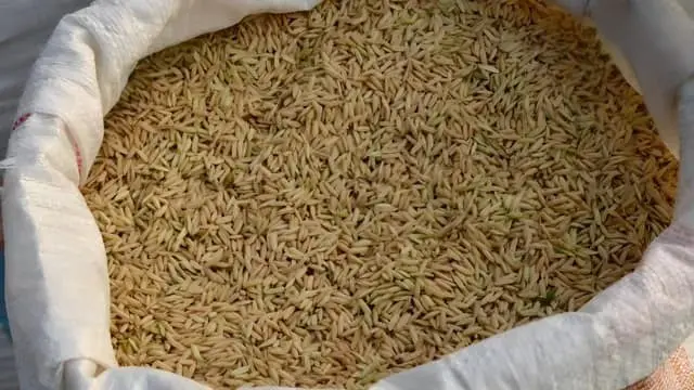 dhaan-kharif-season-government-procurement-target-msp-2026